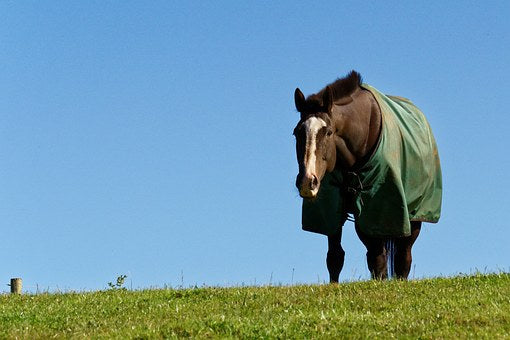 Le nettoyage des couvertures équestres : Un soin spécialisé pour le confort de votre cheval